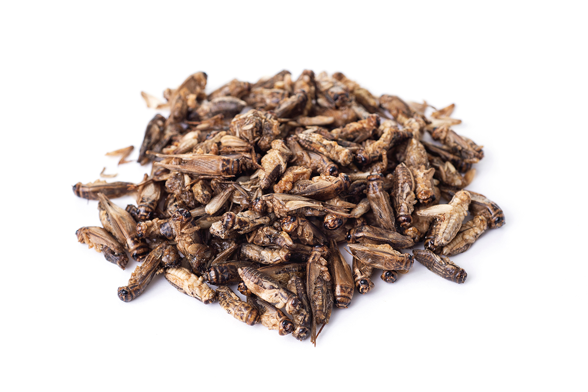 essbare frittierte Grillen essbare frittierte Grillen auf weißem Untergrund