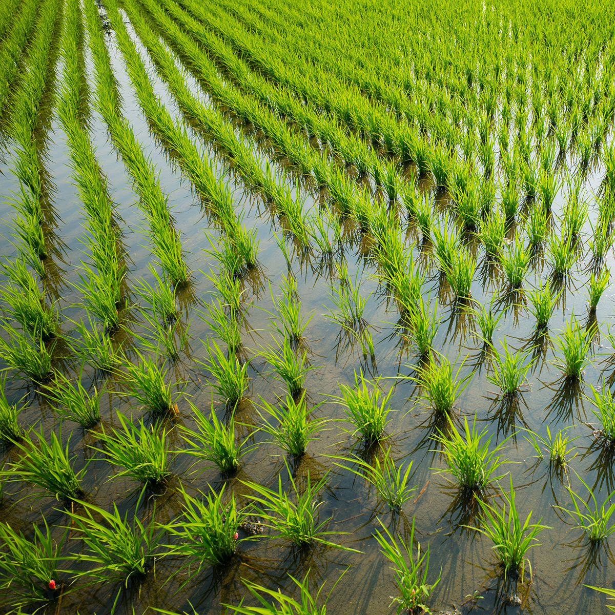 Ein Reisfeld in China
