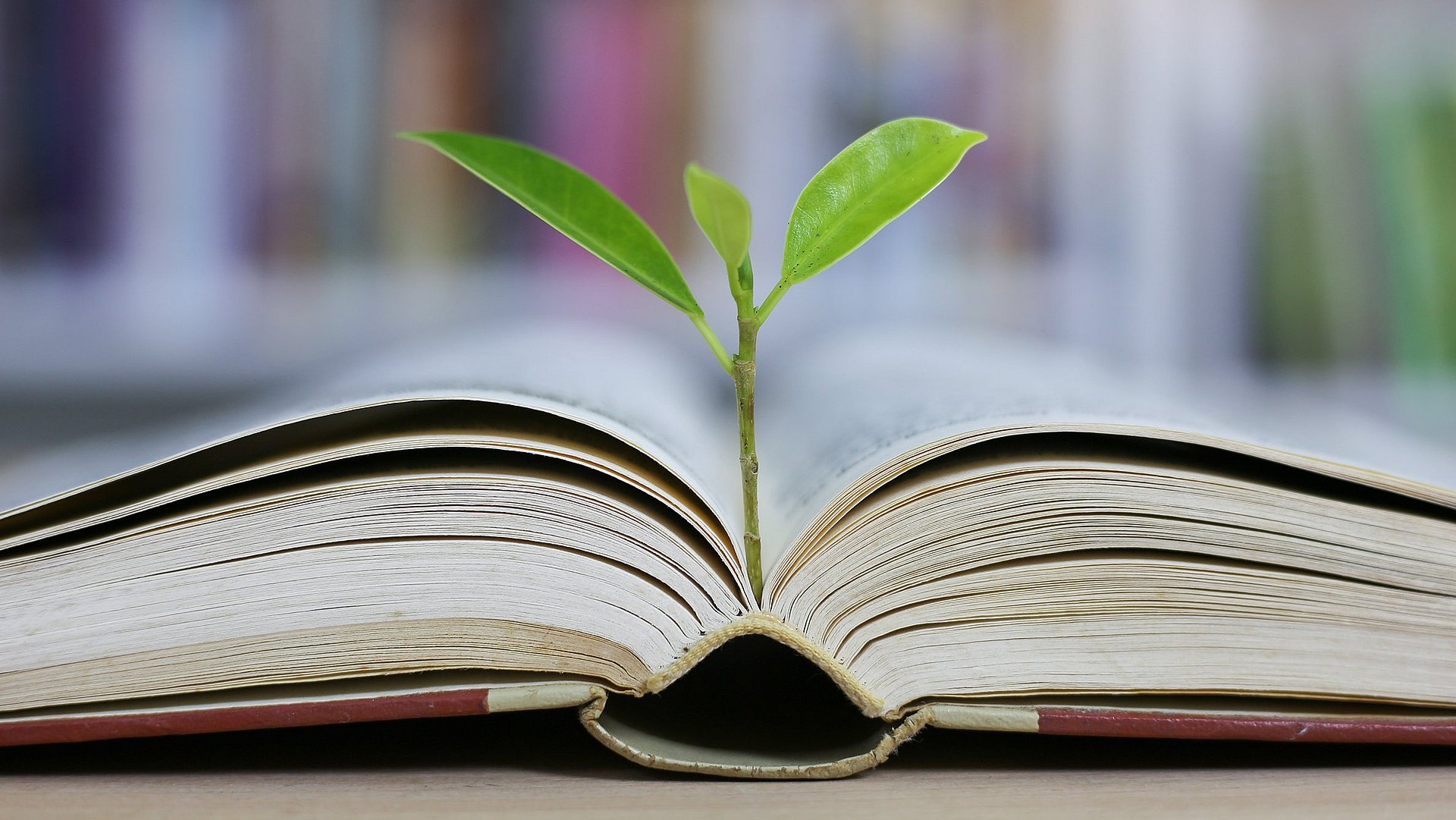 Education concept with tree of knowledge planting on opening old big book Wissenschaft und Recht