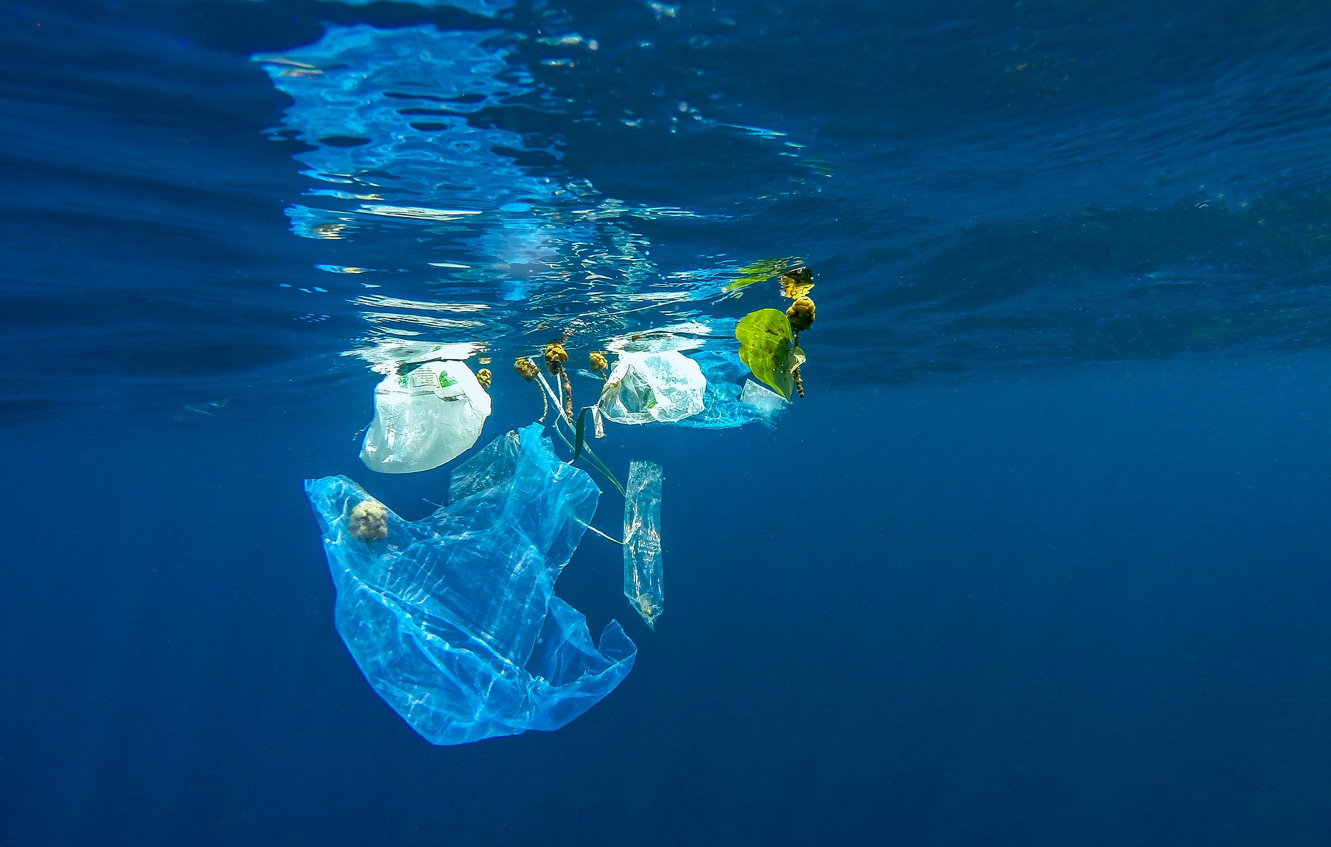 Schwimmende Plastiktüten im Meer Plastiktüten schwimmen im Meer