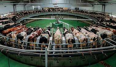 Milking cows by automatic industrial milking rotary system in modern diary farm