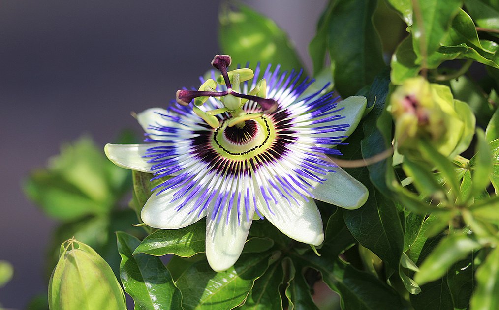 Passionsblume