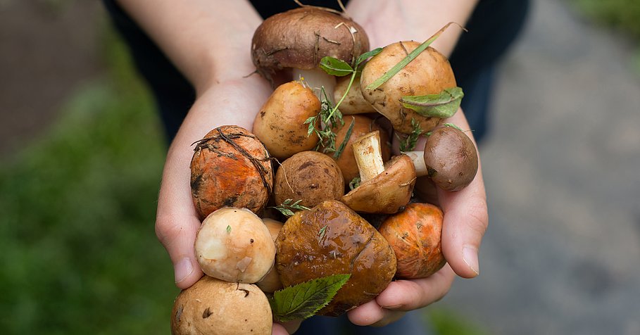 zwei Hände, die frischgepflückte Waldpilze halten