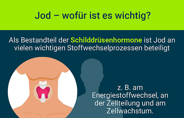 8 Kacheln mit anschaulichen Informationen zum Nutzen und zur Verwendung von Jodsalz