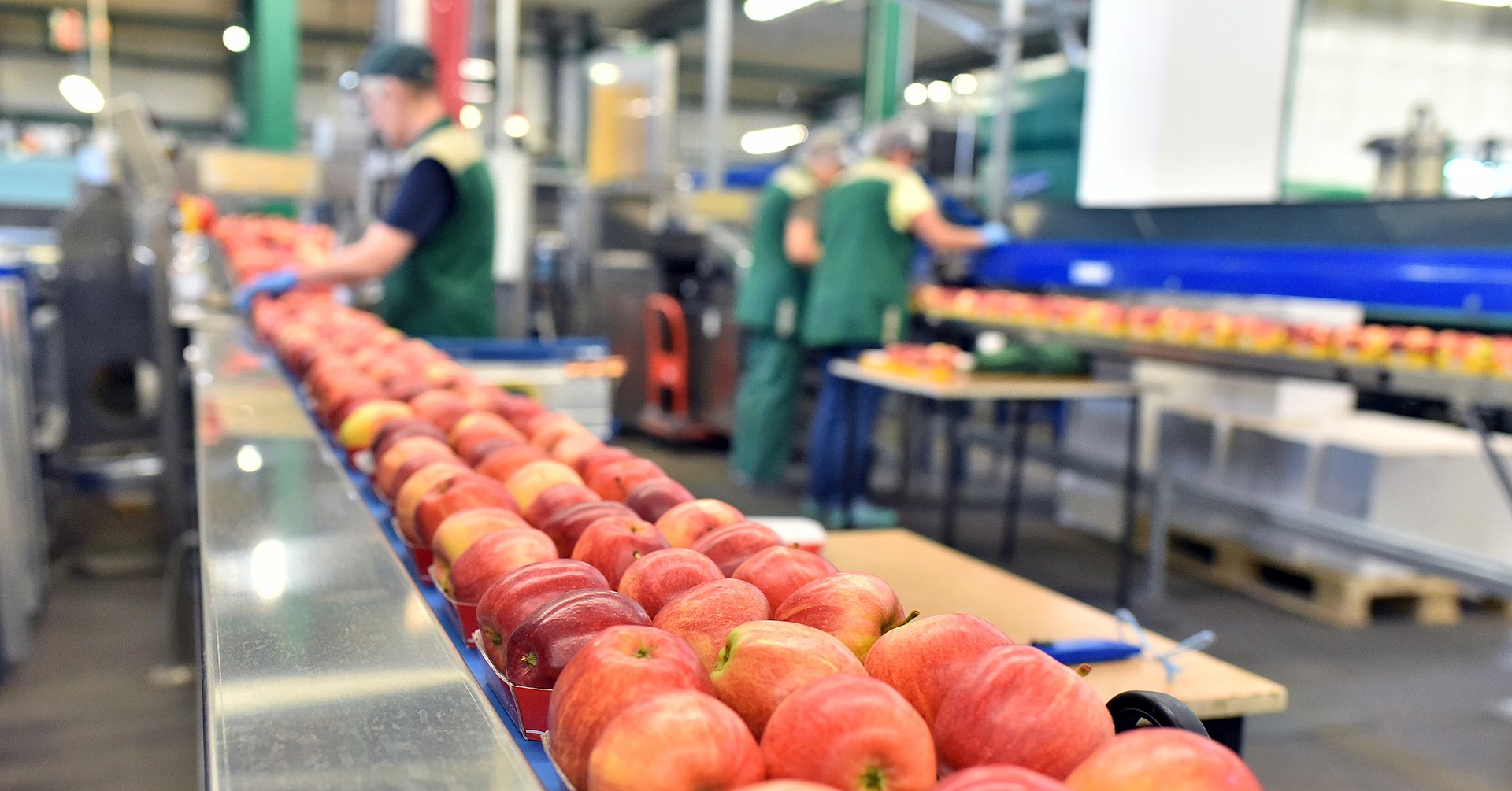 Äpfel auf dem Fliessband in einer Lebensmittelfabrik zum Versand und einpacken - Closeup mit Arbeitern im Hintergrund // Apples on the assembly line in a food factory for shipping and packing Äpfel auf einem Fließband