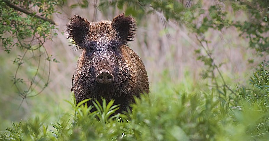 wild boar, sus scrofa, standing in tall vegetation in spring forest.