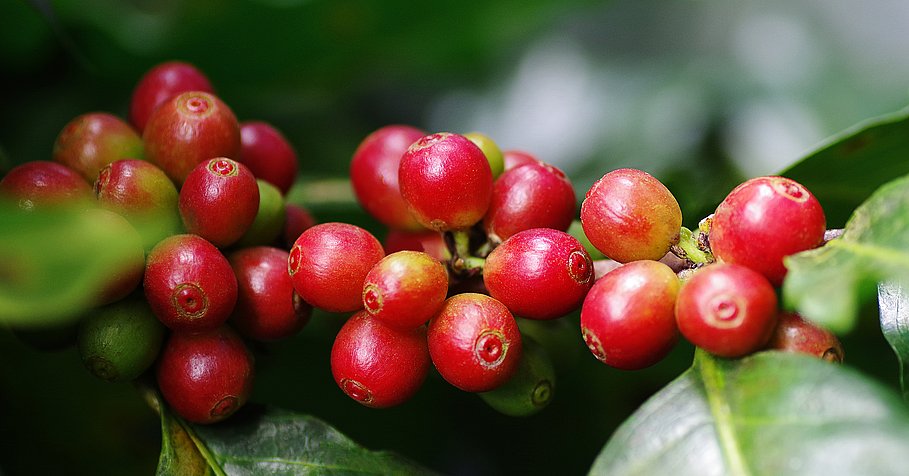 rohe Kaffeekirschen am Baum