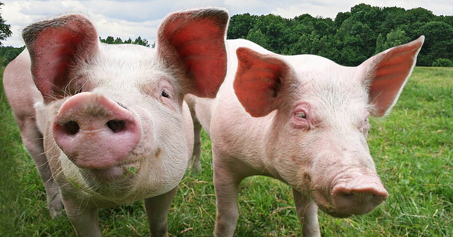 Zwei Schweine auf der Weide