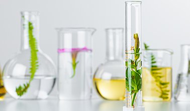 Plants in laboratory glassware. Skincare products and drugs chemical researches concept