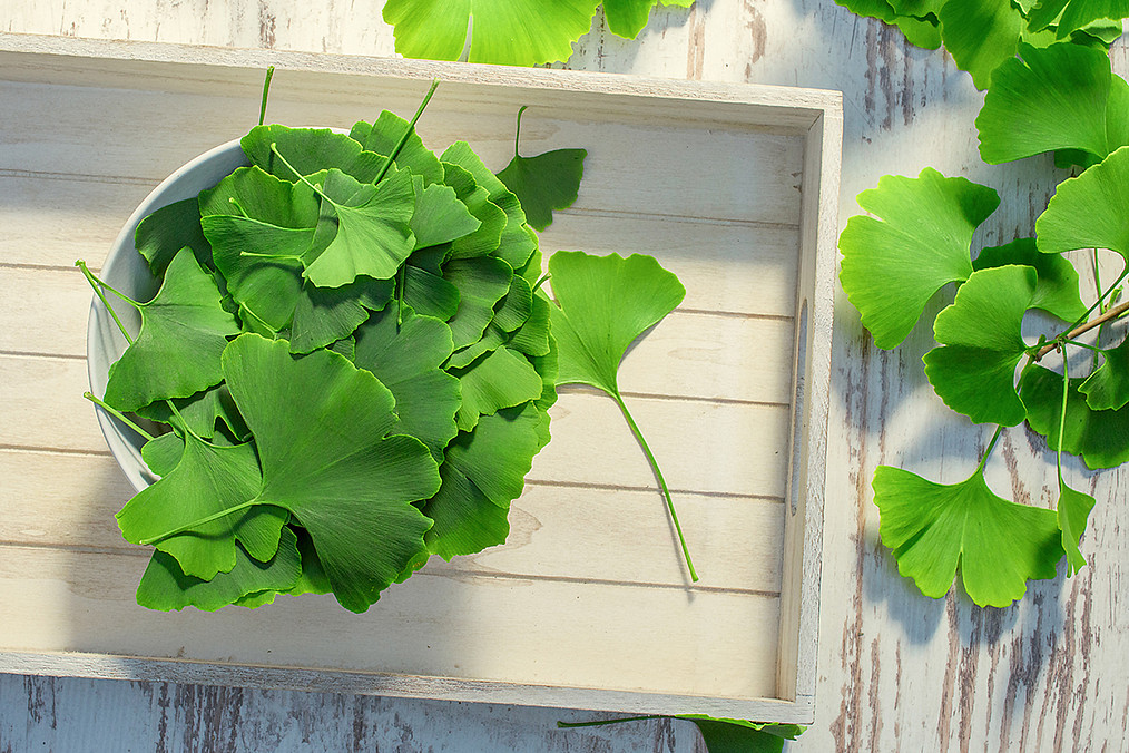 Ginkgoblätter in einer Schale.