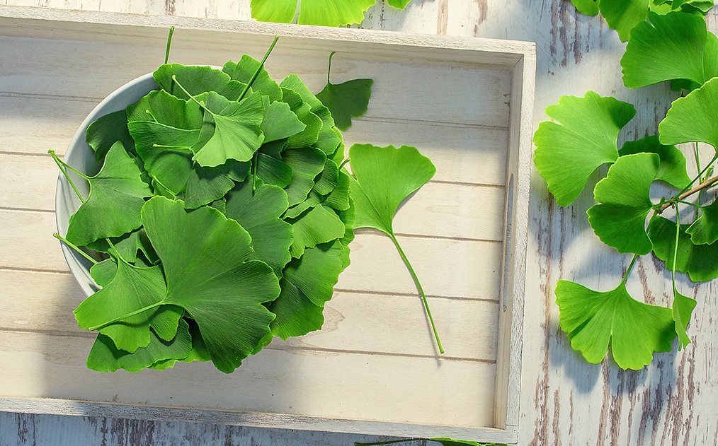 Ginkgoblätter in einer Schale.