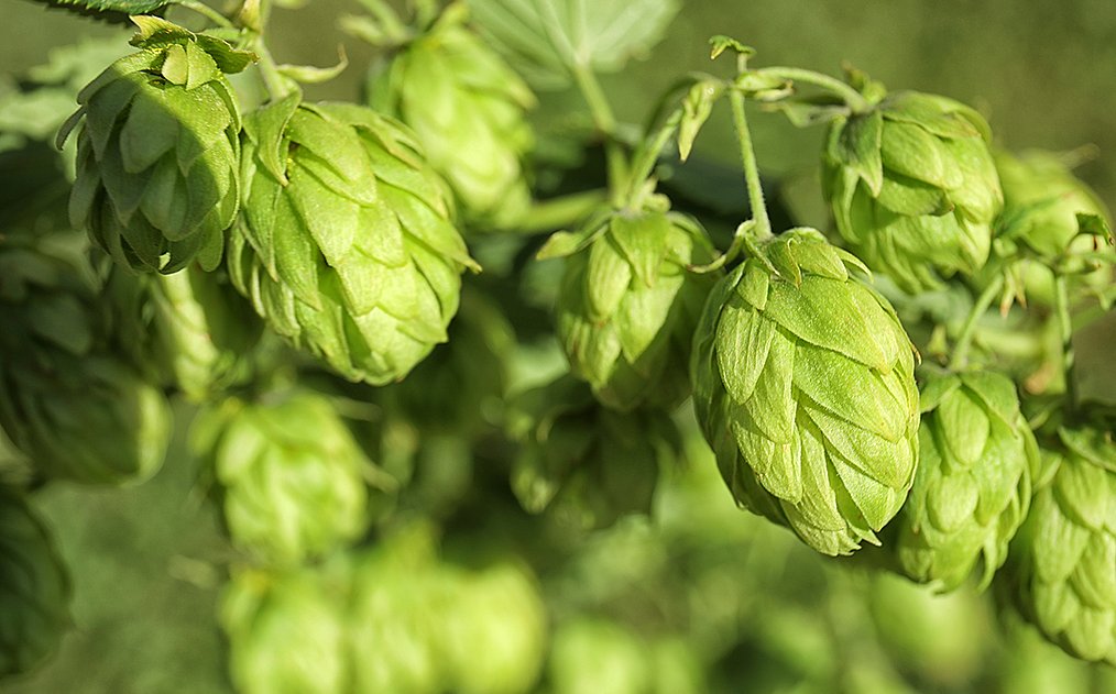 Echter Hopfen