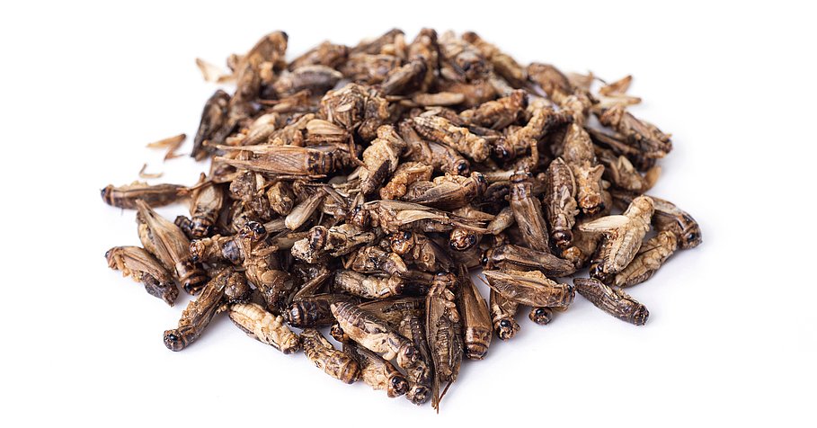 edible fried crickets